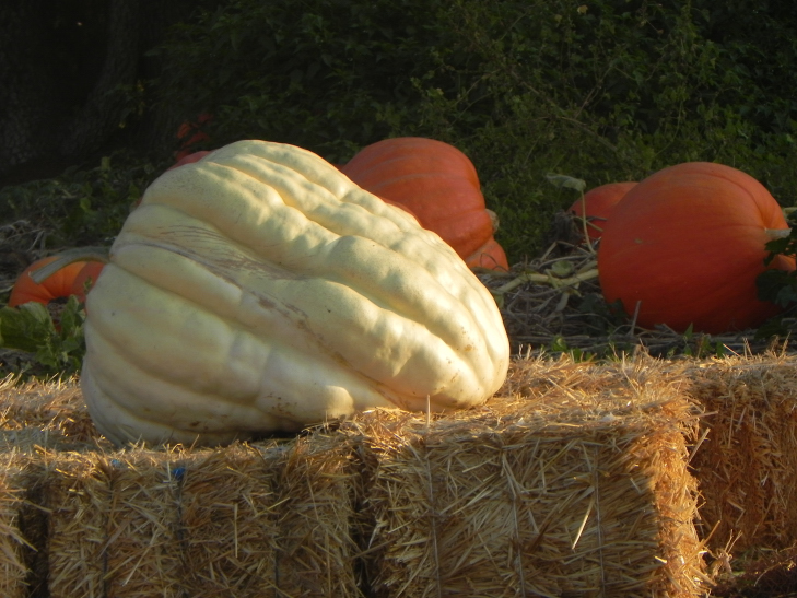 Nipomo Pumpkin Patch Big White Picture pumpkin 20 0930